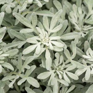 Artemisia stelleriana 'Silver Brocade' (Sølvbynke)