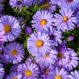Aster dumosus 'Lady in Blue' (Pudeasters)