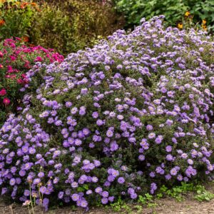 Aster dumosus 'Lady in Blue' (Pudeasters)
