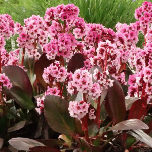 Bergenia 'Dragonfly Pink Dragonfly' (Kæmpestenbræk)