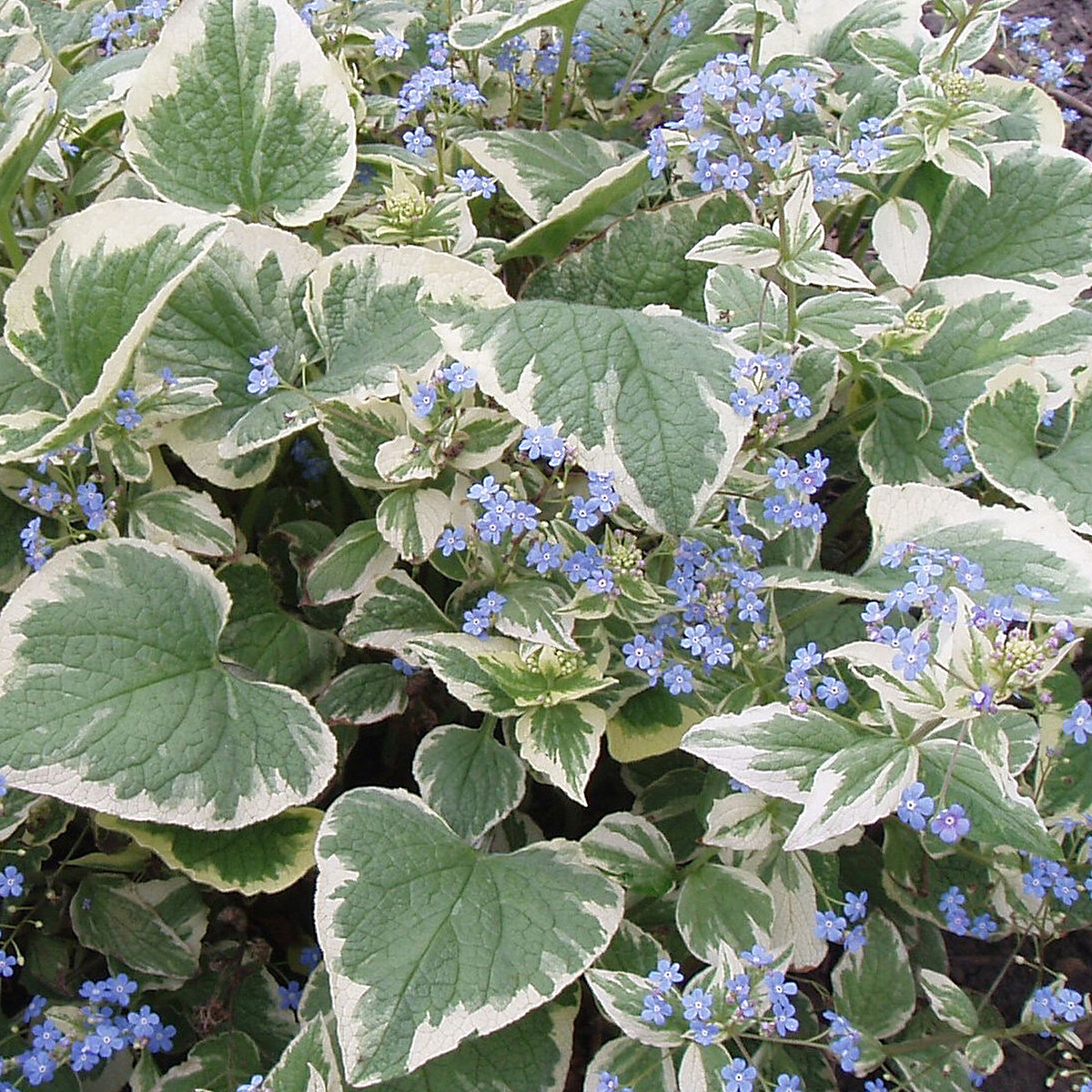 Brunnera macrophylla 'Variegata' (Kærmindesøster)
