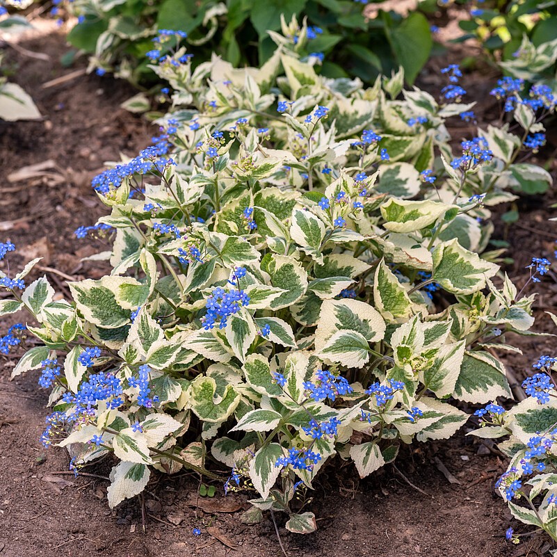 Brunnera macrophylla 'Variegata' (Kærmindesøster)
