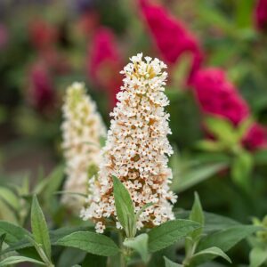 Buddleja ‘Buttefly Candy Little White’ (Sommerfuglebusk)