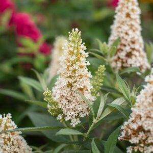Buddleja ‘Buttefly Candy Little White’ (Sommerfuglebusk)