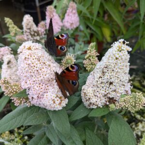 Buddleja ‘Buttefly Candy Little White’ (Sommerfuglebusk)