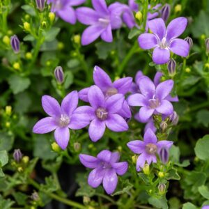 Campanula portenschlagiana (Krybeklokke)