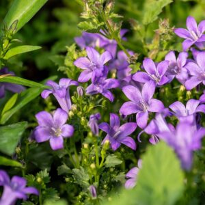 Campanula portenschlagiana (Krybeklokke)