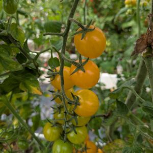 Cherrytomat 'Madicken Sweet'