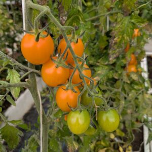 Cocktailtomat 'Zagor'