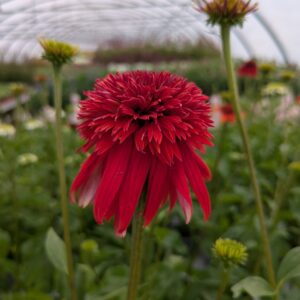 Echinacea purpurea 'Eccentric' (Purpursohat)