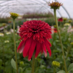 Echinacea purpurea 'Eccentric' (Purpursohat)