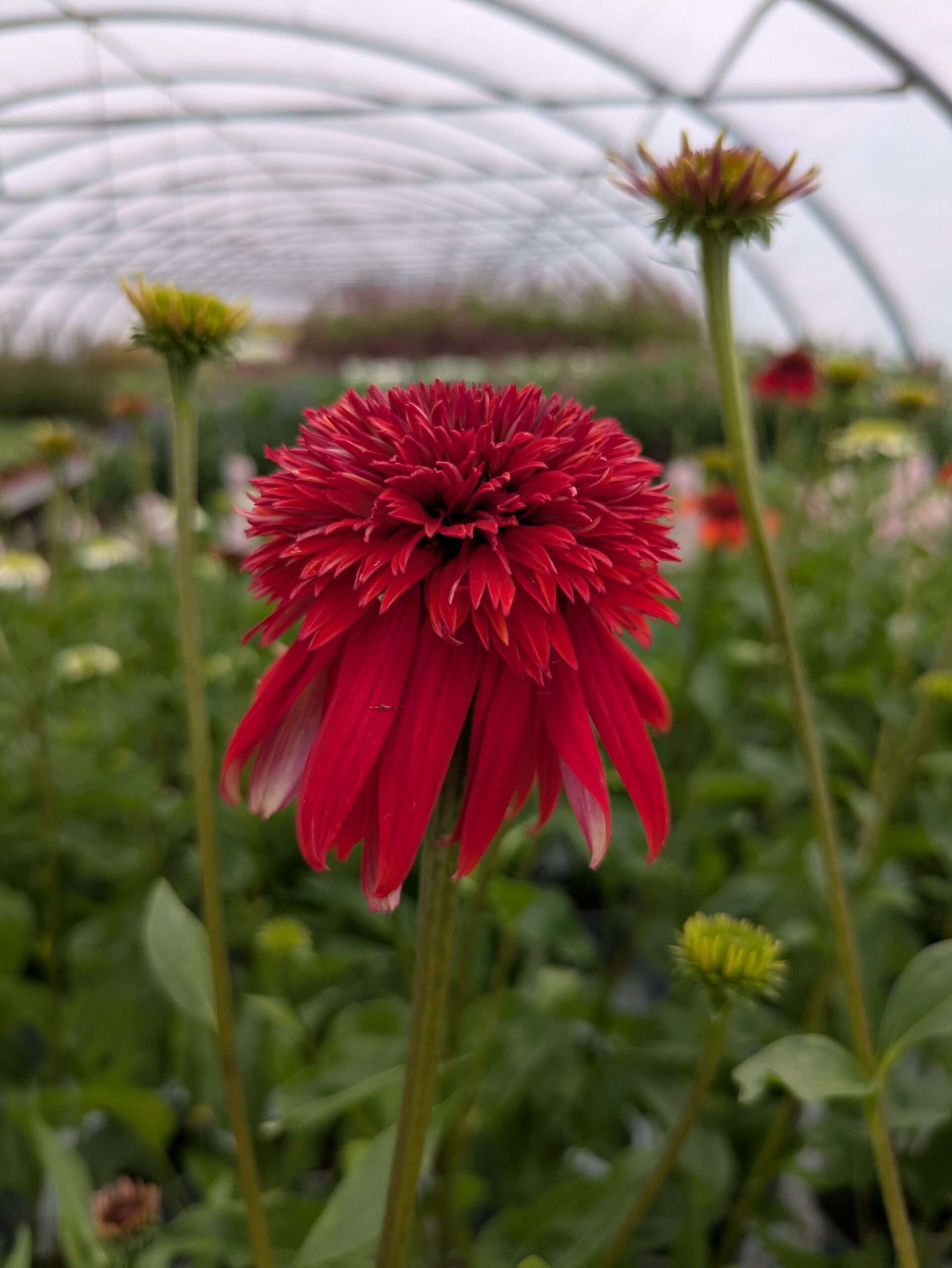 Echinacea purpurea 'Eccentric' (Purpursohat)