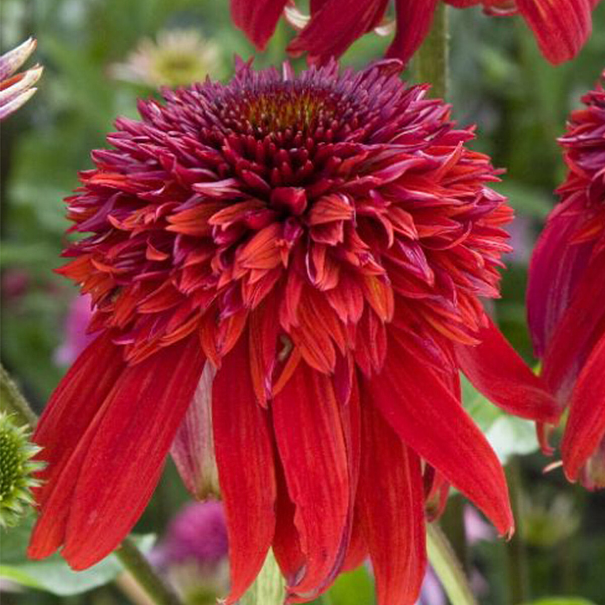 Echinacea purpurea 'Eccentric' (Purpursohat)