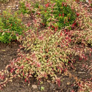 Fuchsia margellanica 'Tricolorii' (Have Fuchsia)