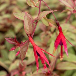 Fuchsia margellanica 'Tricolorii' (Have Fuchsia)Fuchsia)