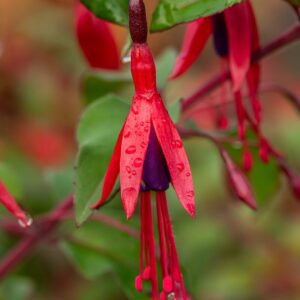 Fuchsia margellanica ‘Ricartonii’ (Have Fuchsia)