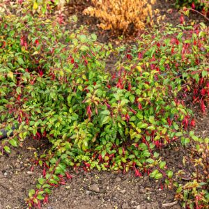 Fuchsia margellanica ‘Ricartonii’ (Have Fuchsia)