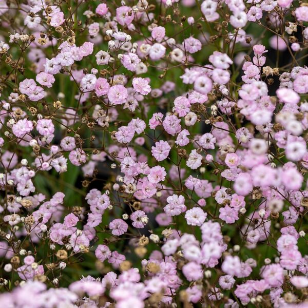 Gypsophila hybride 'Rosenschleier' (Brudeslør)