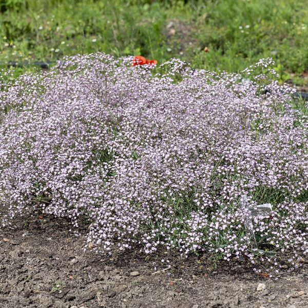 Gypsophila hybride 'Rosenschleier' (Brudeslør)