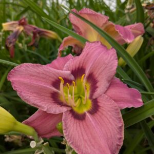 Hemerocallis 'Always Afternoon' (Daglilje)