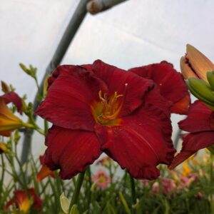 Hemerocallis 'Chicago Apache' (Daglilje)