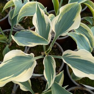Hosta 'Blue Ivory' (Funkia)