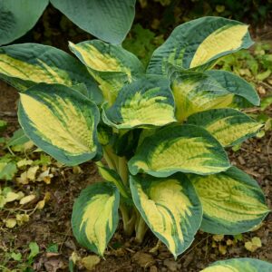 Hosta 'Great Expectations' (Funkia)