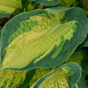 Hosta 'Great Expectations' (Funkia)