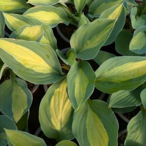Hosta 'Gypsy Rose' (Funkia)