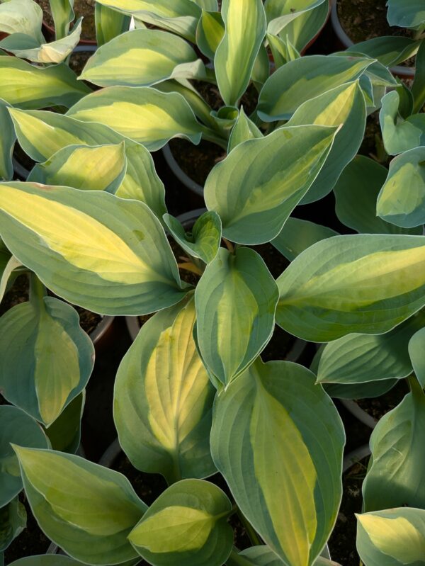 Hosta 'Gypsy Rose' (Funkia)