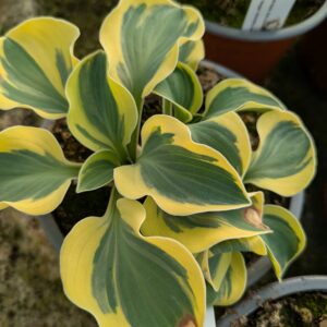 Hosta 'Migthy Mouse' (Funkia)