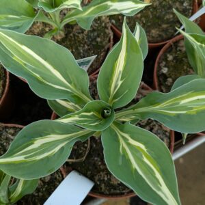Hosta 'Snake Eyes' (Funkia)