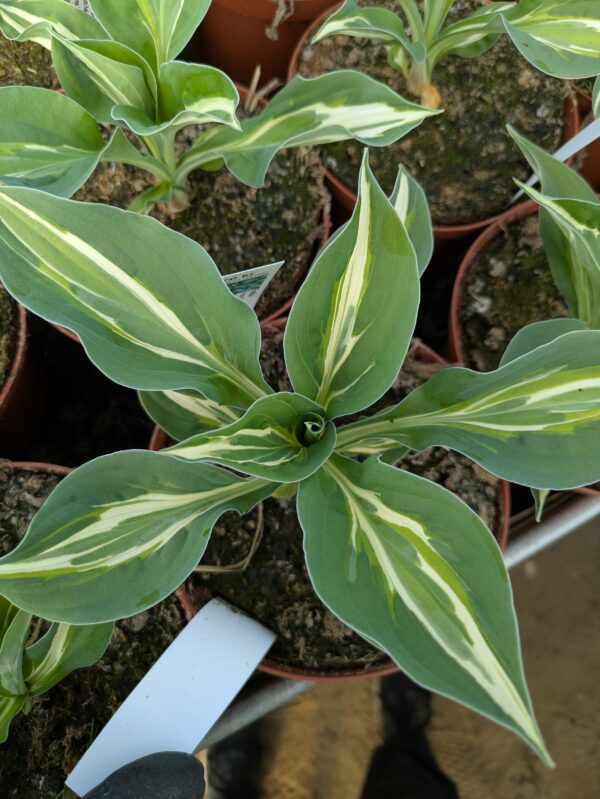 Hosta 'Snake Eyes' (Funkia)