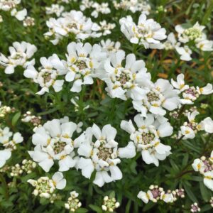 Iberis sempervirens (Snepude)