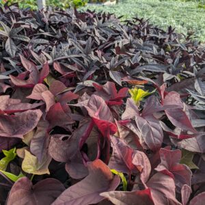 Ipomoea batatas (Prydsødkartoffel)