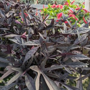 Ipomoea batatas (Prydsødkartoffel)