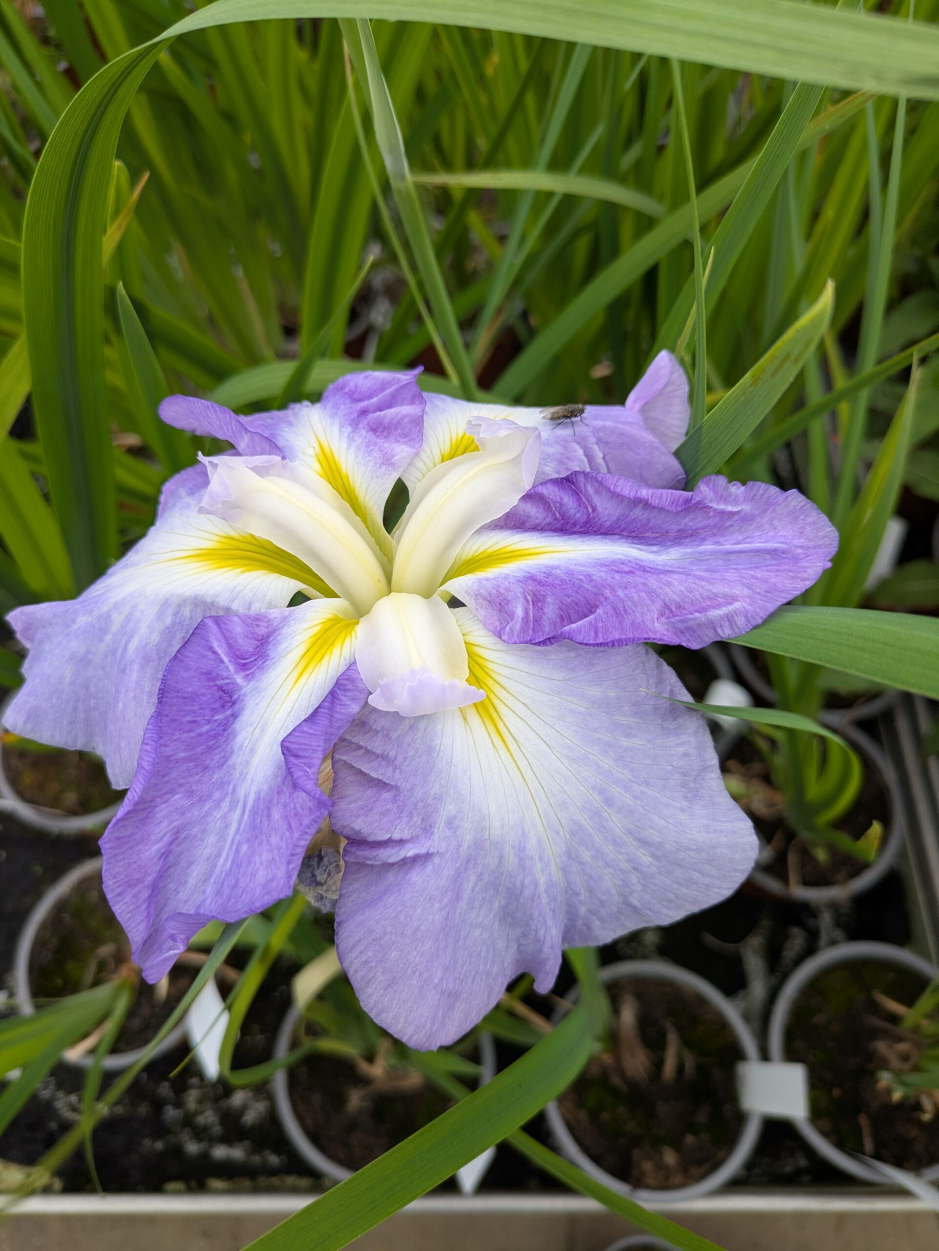 Iris ensata 'Lady in Waiting' (Japansk Iris)