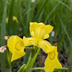 Iris pseudacorus 'Flore Pleno' (Gul Iris)