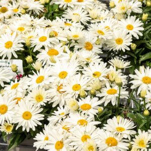 Leucanthemum x superbum 'Spoon Full of Sugar' (Kæmpemargurit)