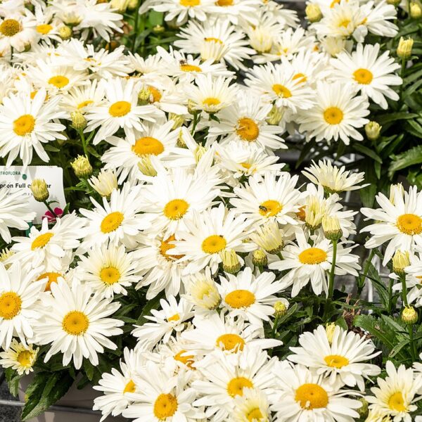 Leucanthemum x superbum 'Spoon Full of Sugar' (Kæmpemargurit)