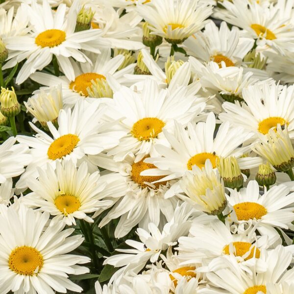 Leucanthemum x superbum 'Spoon Full of Sugar' (Kæmpemargurit) - Image 2