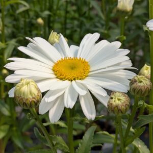 Leucanthemum x superbum ‘Sweet Daisy Christine’ (Kæmpemargurit)