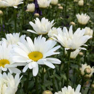 Leucanthemum x superbum ‘Sweet Daisy Christine’ (Kæmpemargurit)
