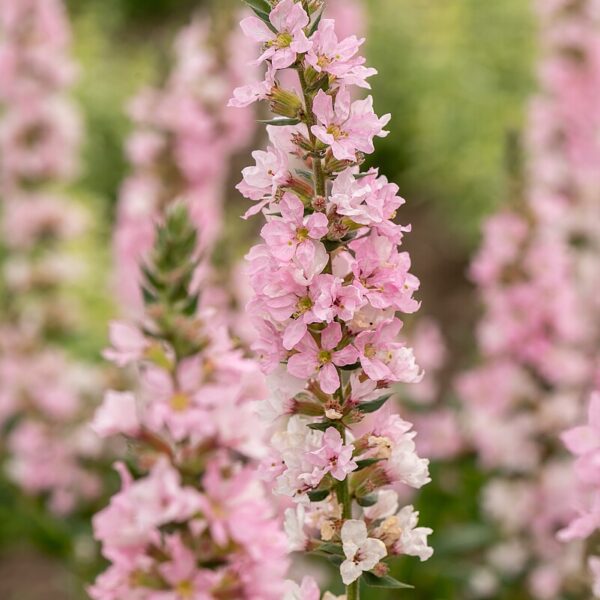 Lythrum salicaria 'Blush' (Kattehale)