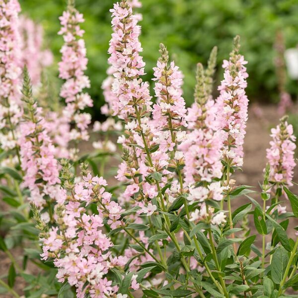 Lythrum salicaria 'Blush' (Kattehale)