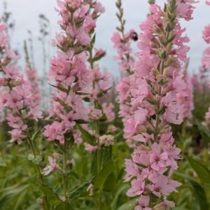 Lythrum salicaria 'Blush' (Kattehale)