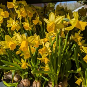 Mini påskelilje (Narcissus Tete a Tete)