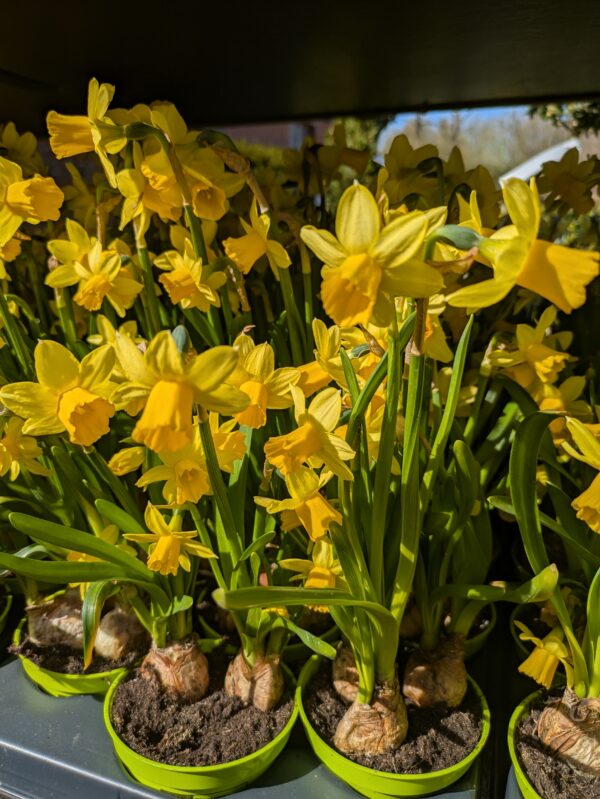 Mini påskelilje (Narcissus Tete a Tete)