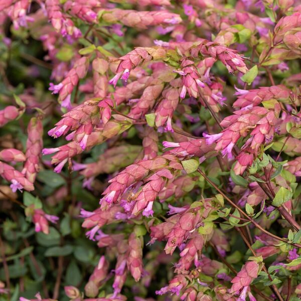 Origanum hybrida 'Bristol Cross' (Prydmerian)