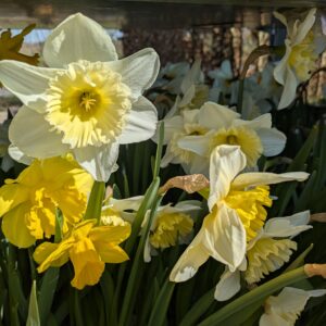 Påskeliljer (Narcissus)
